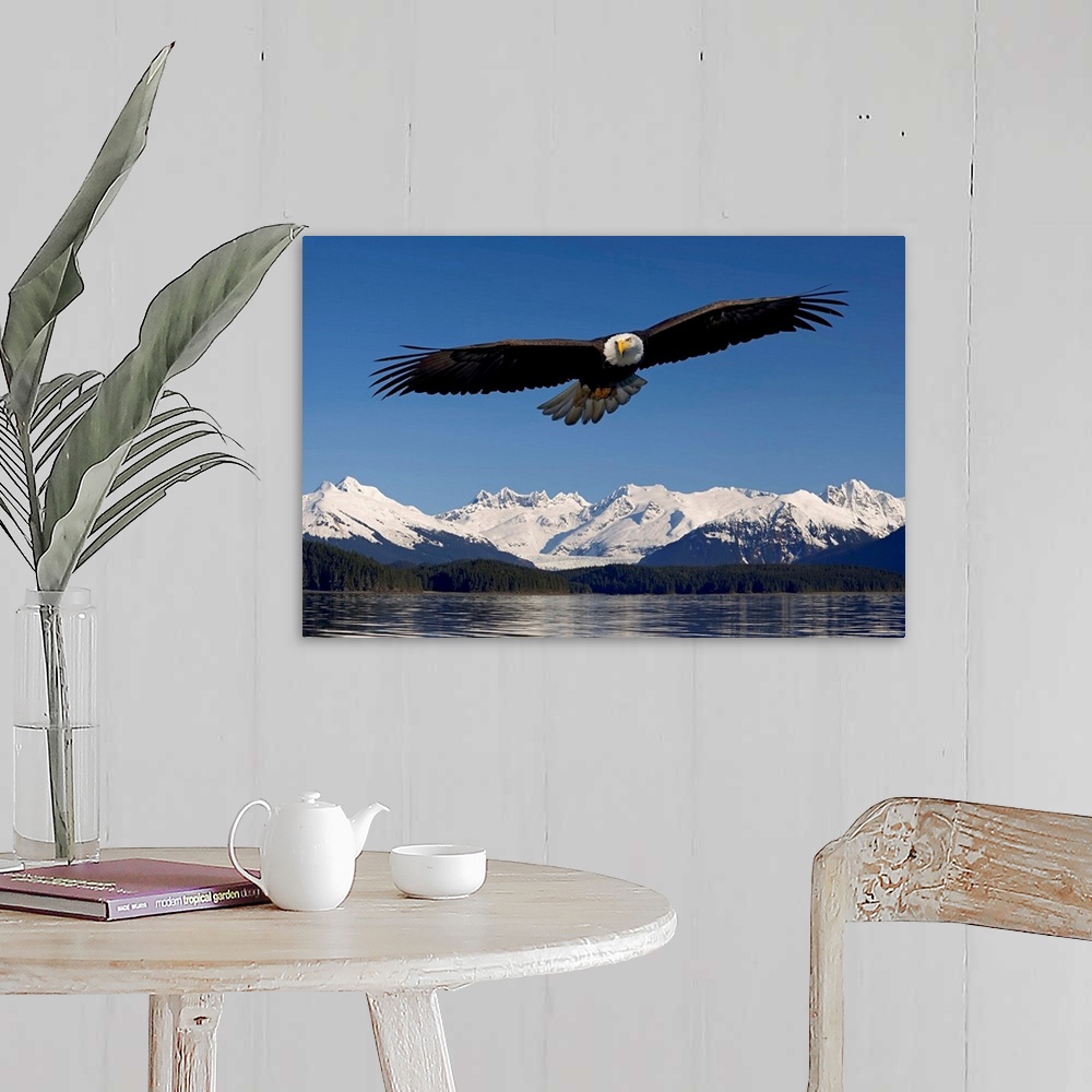 A farmhouse room featuring Photo print of an eagle with wide wing span flying over water with snowy rugged mountains in the ...