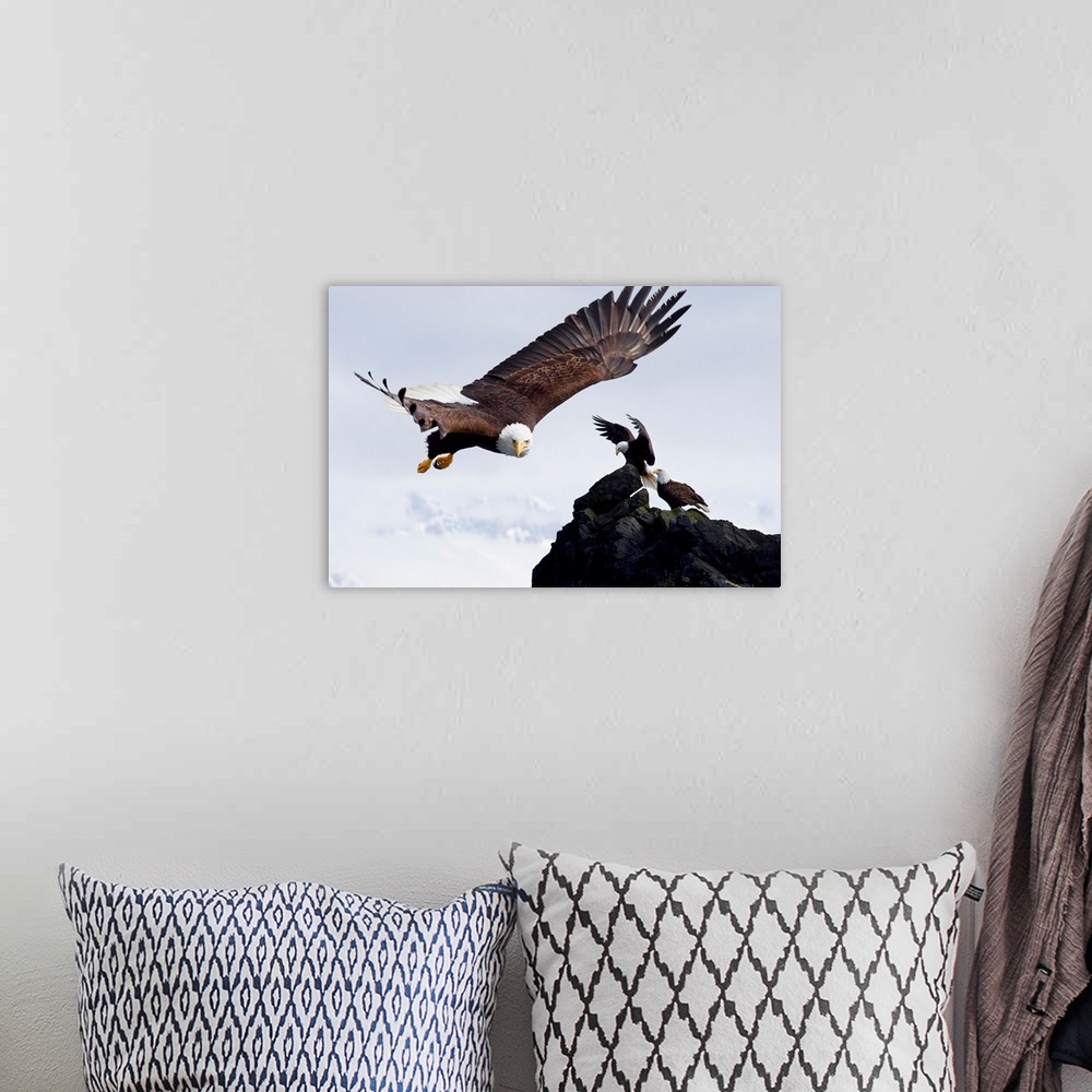 A bohemian room featuring Bald Eagle In Flight Next To Ledge Where Multiple Eagles Are Perched, Alaska