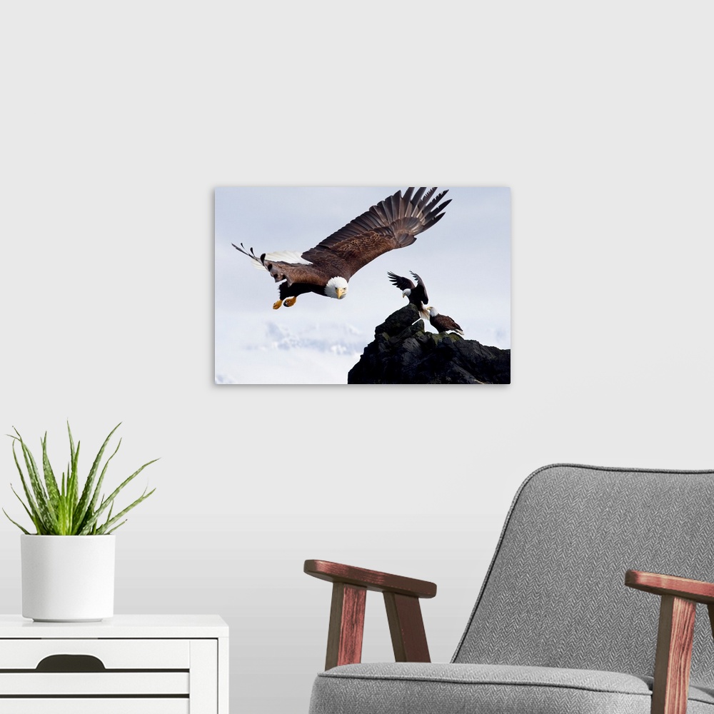 A modern room featuring Bald Eagle In Flight Next To Ledge Where Multiple Eagles Are Perched, Alaska