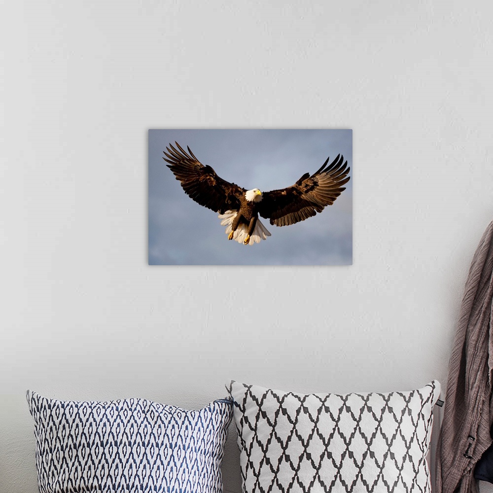 A bohemian room featuring Bald Eagle In Flight Over Homer Spit, Kenai Peninsula, Alaska
