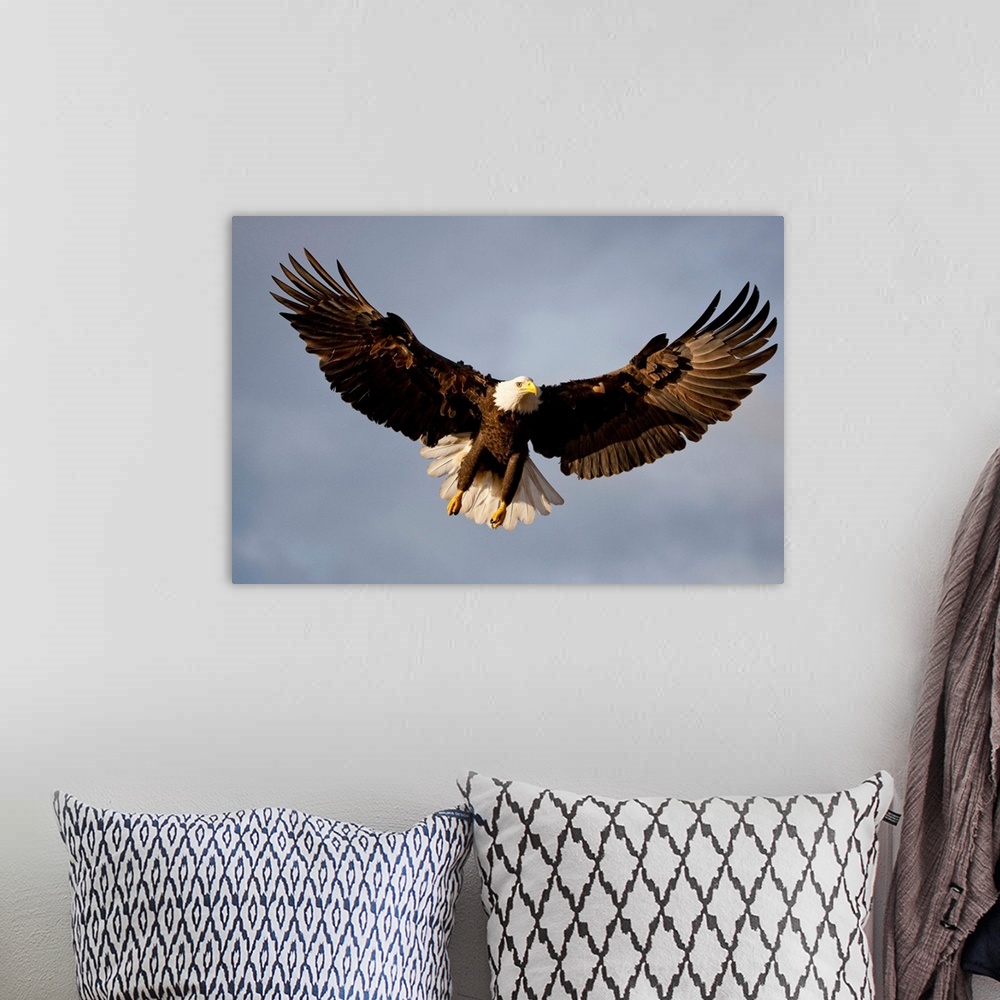 A bohemian room featuring Bald Eagle In Flight Over Homer Spit, Kenai Peninsula, Alaska