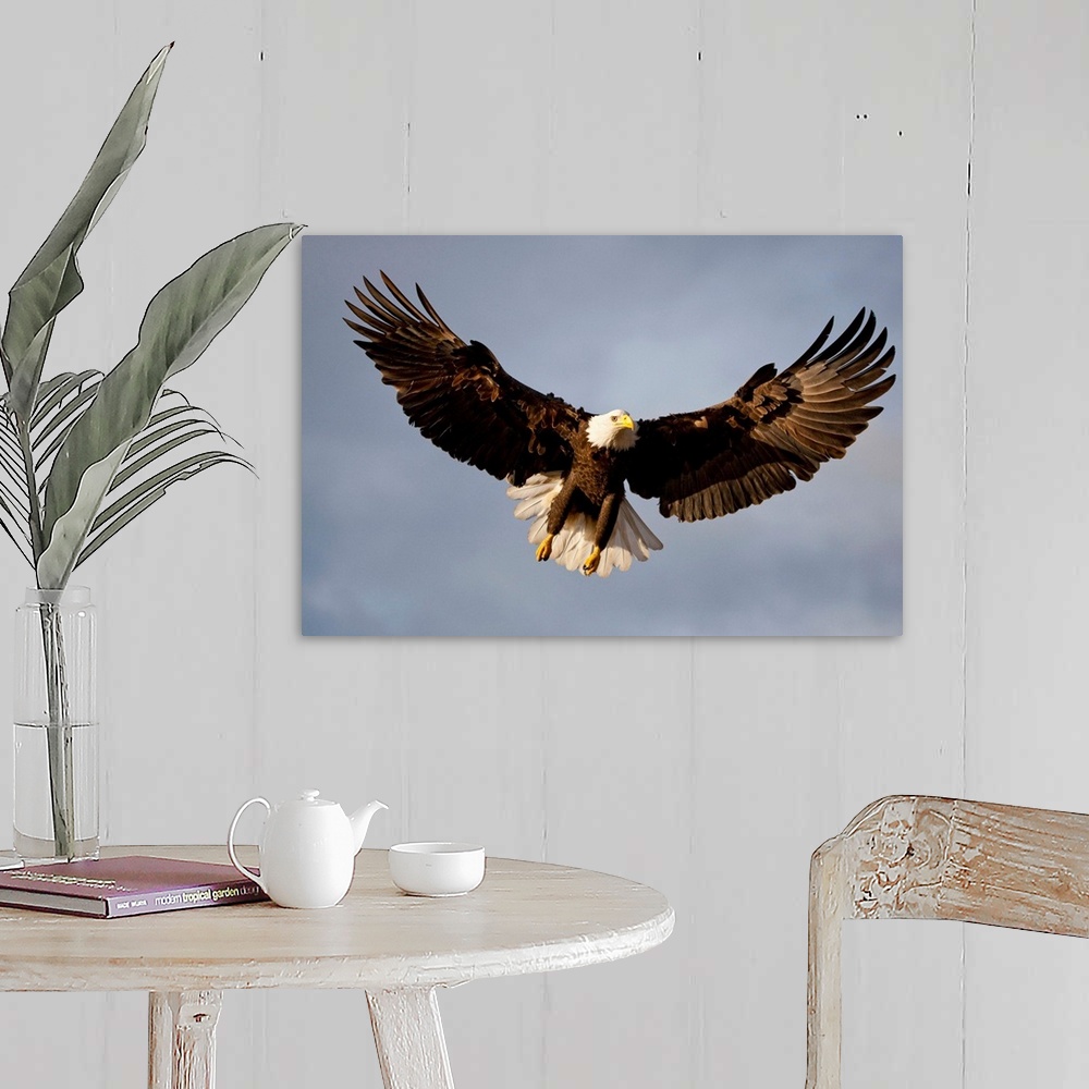 A farmhouse room featuring Bald Eagle In Flight Over Homer Spit, Kenai Peninsula, Alaska