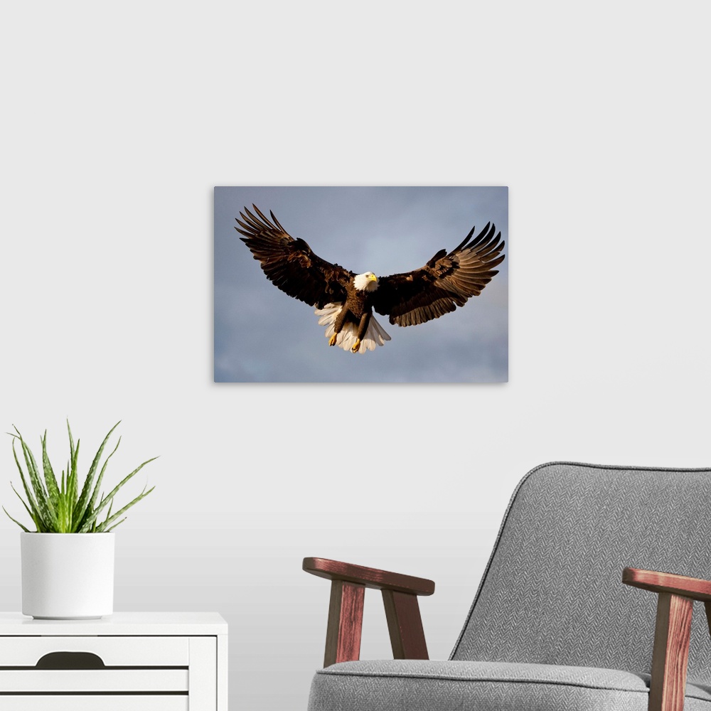 A modern room featuring Bald Eagle In Flight Over Homer Spit, Kenai Peninsula, Alaska