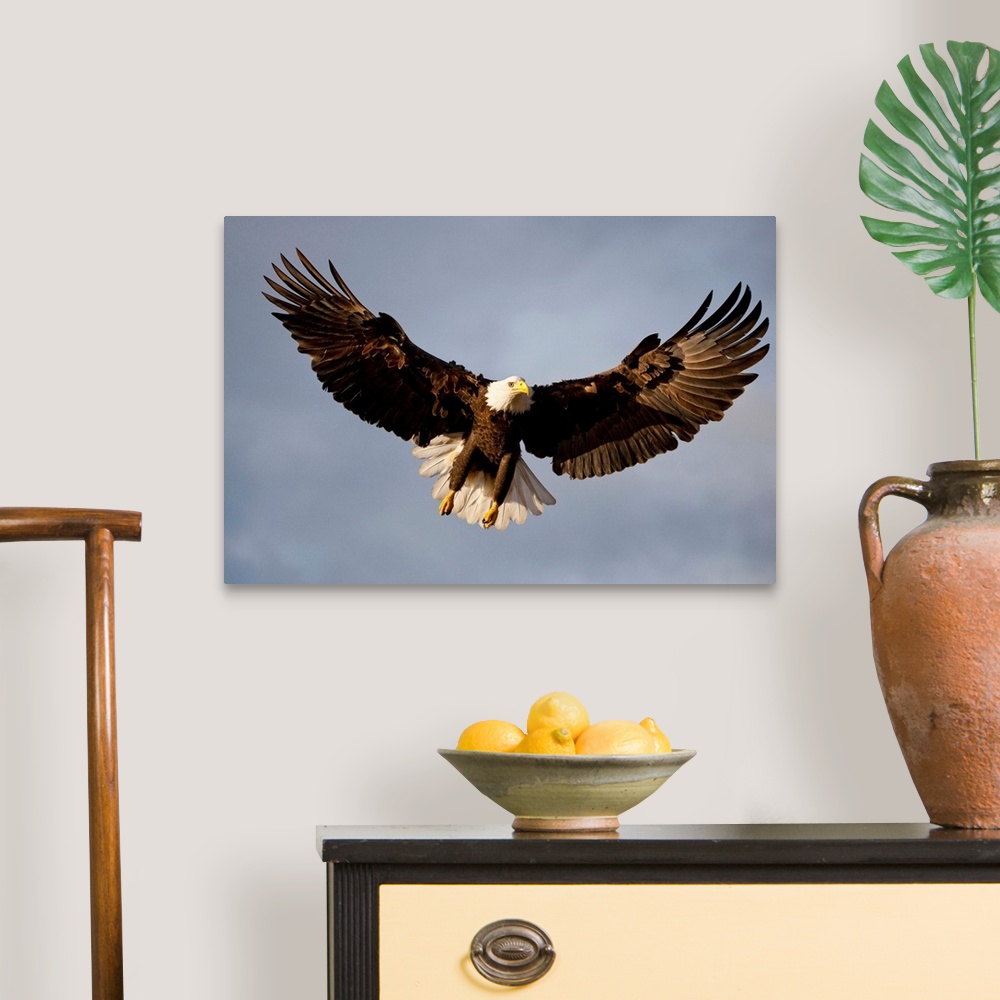 A traditional room featuring Bald Eagle In Flight Over Homer Spit, Kenai Peninsula, Alaska