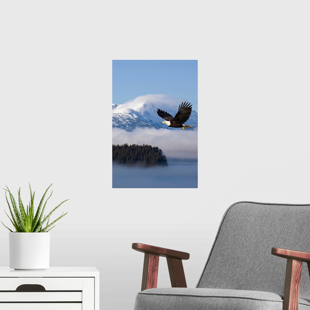 A modern room featuring The national bird of prey glides through the air over low hanging clouds passing through snowcapp...