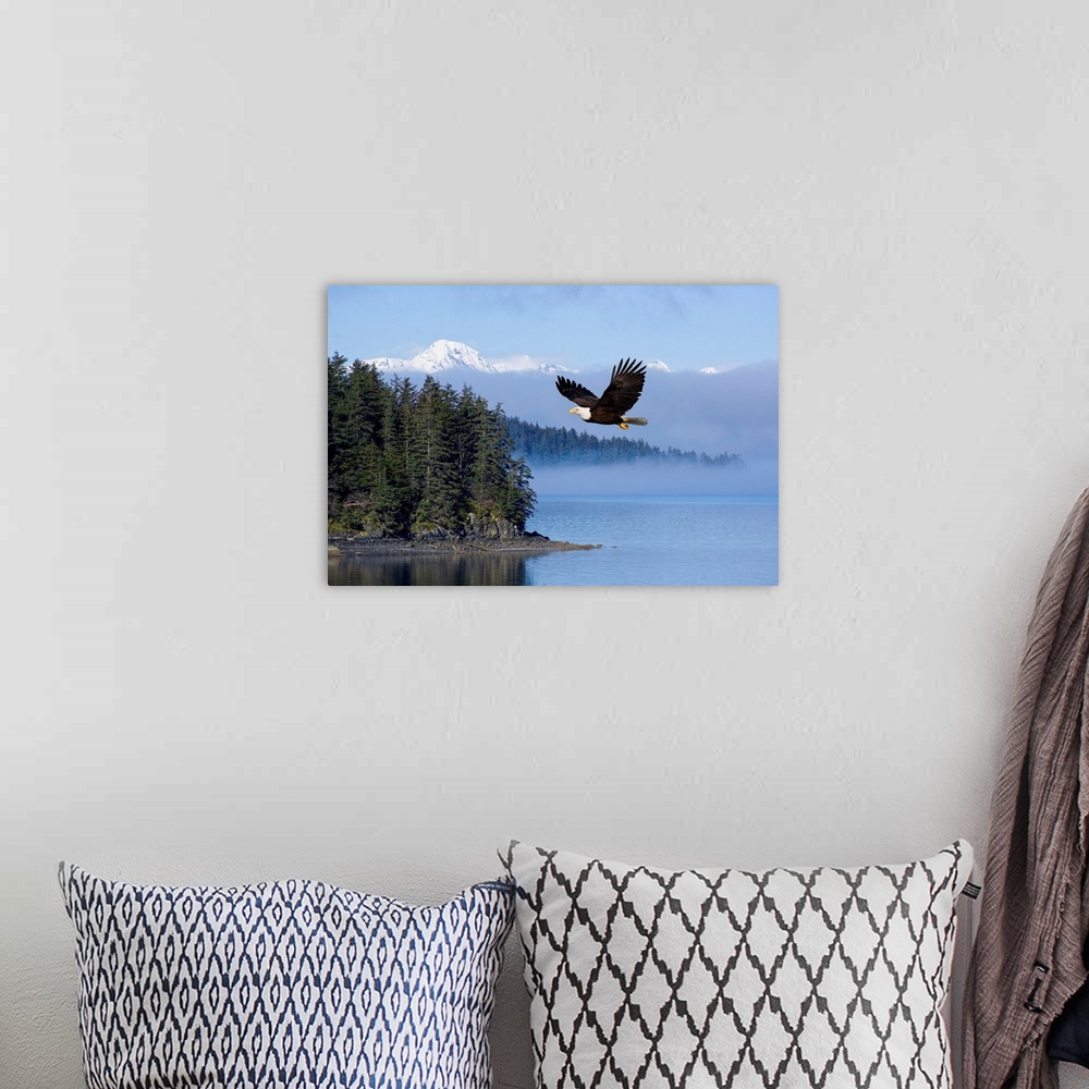 A bohemian room featuring Bald Eagle In Flight Over The Tongass National Forest, Alaska
