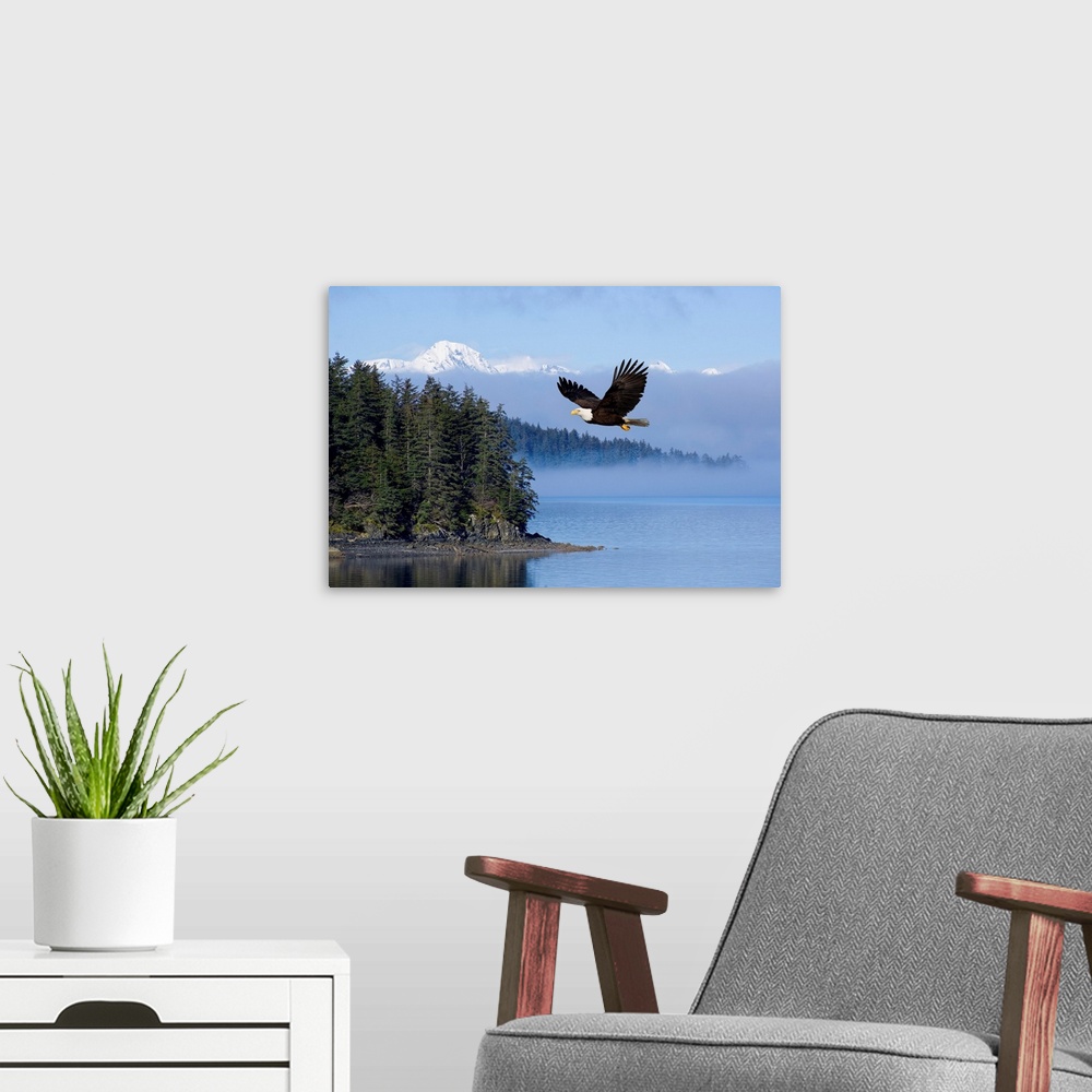 A modern room featuring Bald Eagle In Flight Over The Tongass National Forest, Alaska