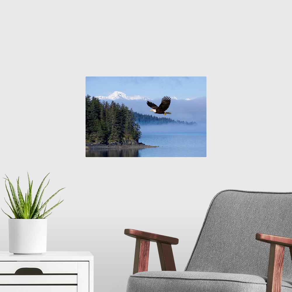 A modern room featuring Bald Eagle In Flight Over The Tongass National Forest, Alaska