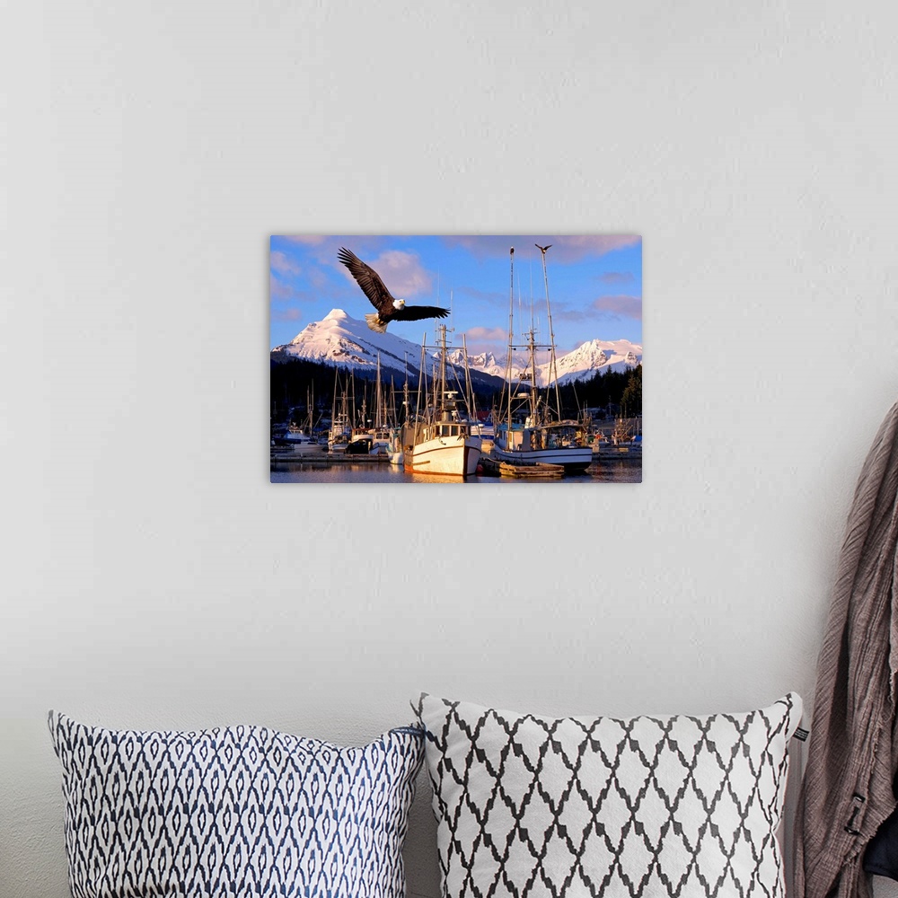 A bohemian room featuring Bald Eagle In Flight Through Auke Bay Boat Harbor Juneau Alaska
