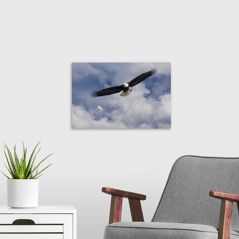 A modern room featuring Bald Eagle In Flight Tongass National Forest Inside Passage Southeast Alaska Summer Composite