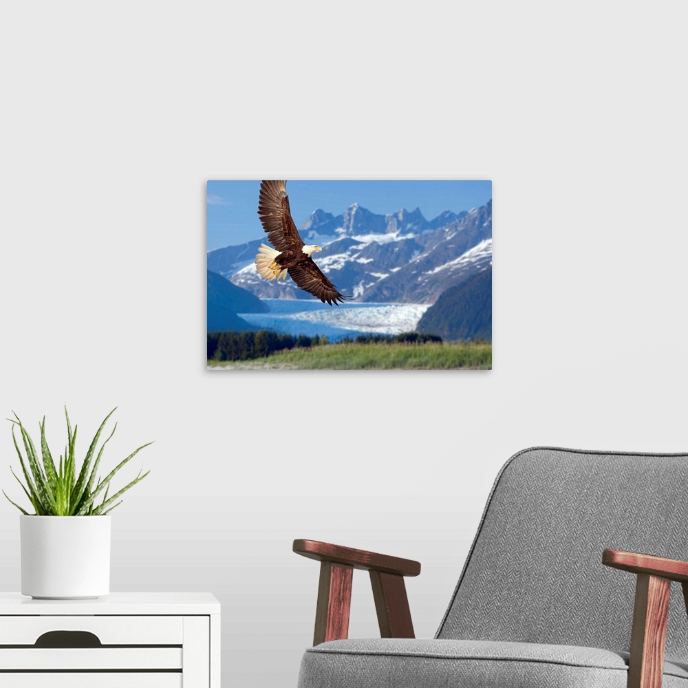 A modern room featuring Large, horizontal photograph of a bald eagle in flight, in Tongass National Forest, Alaska.  Snow...