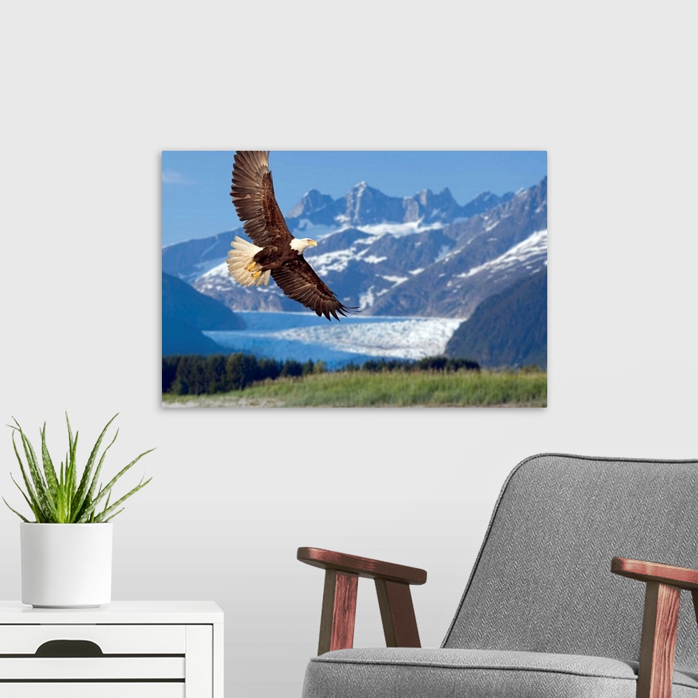A modern room featuring Large, horizontal photograph of a bald eagle in flight, in Tongass National Forest, Alaska.  Snow...