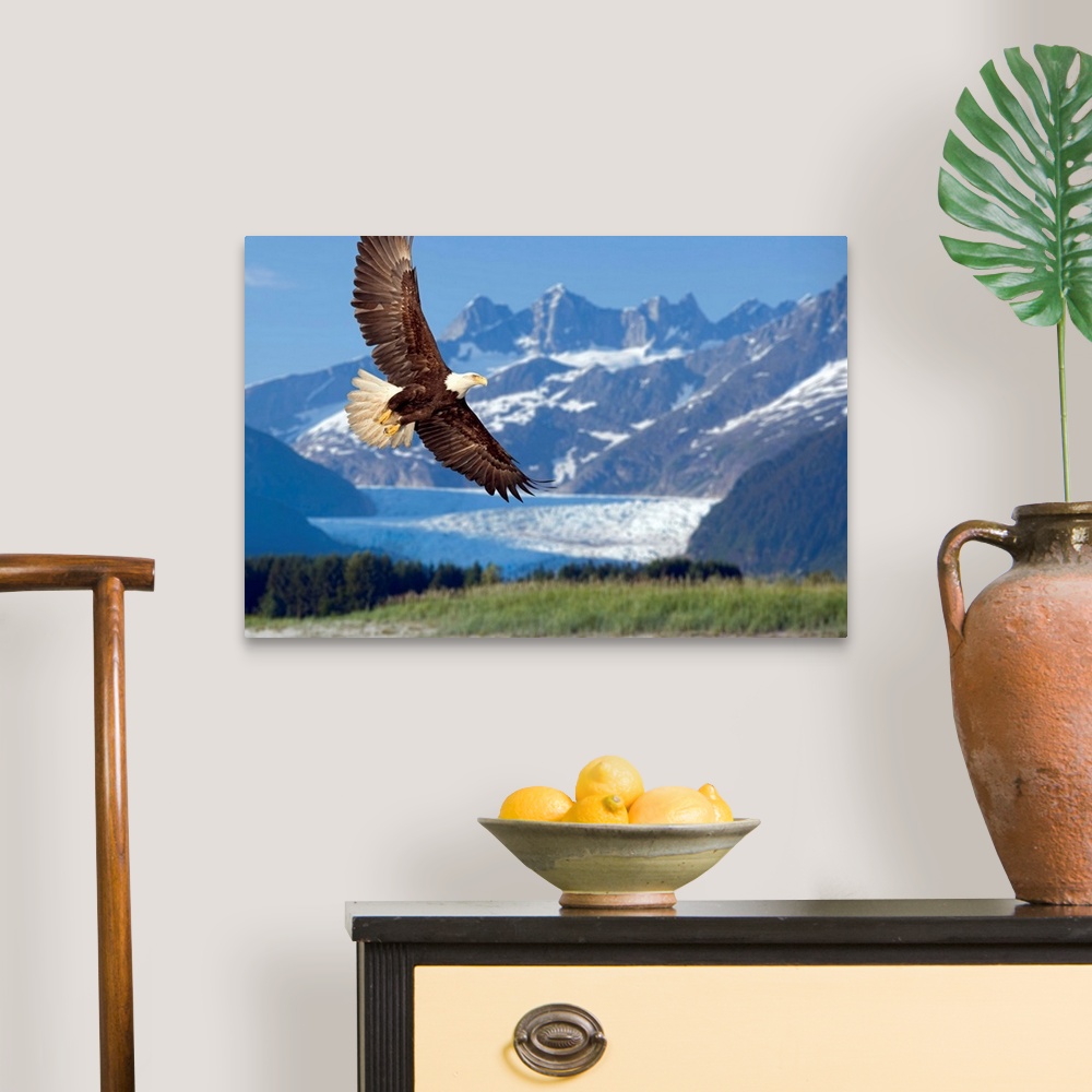 A traditional room featuring Large, horizontal photograph of a bald eagle in flight, in Tongass National Forest, Alaska.  Snow...