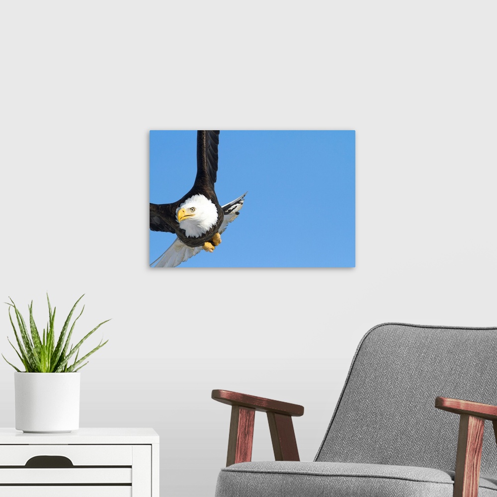 A modern room featuring Bald eagle doing aerobatic maneuvers in the skies over Portage, Alaska area of Alaska in Spring, ...