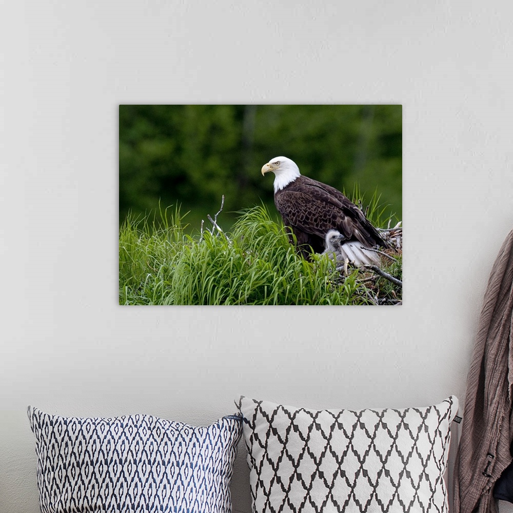 A bohemian room featuring Bald Eagle nesting with her chick, Kukak Bay, Katmai National Park, Southwest Alaska, Summer