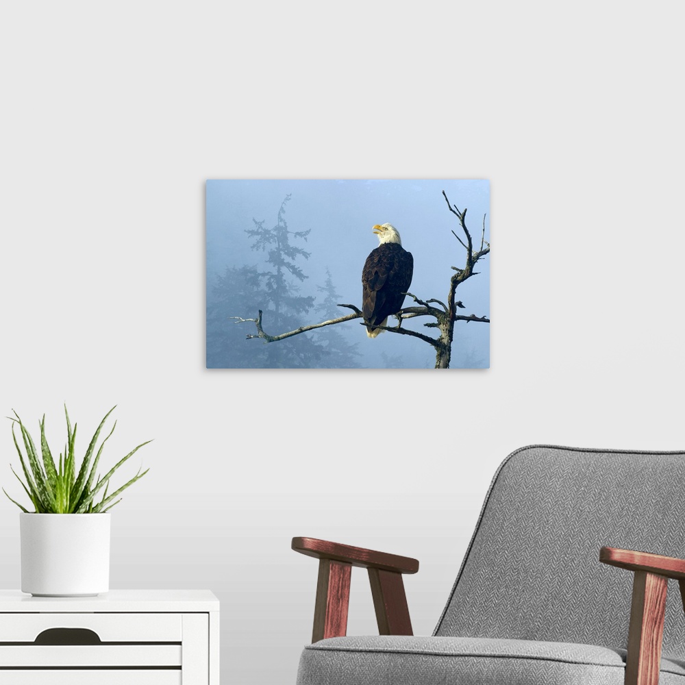 A modern room featuring Bald Eagle perched in the top of an old Spruce tree, Tongass National Forest, Alaska,