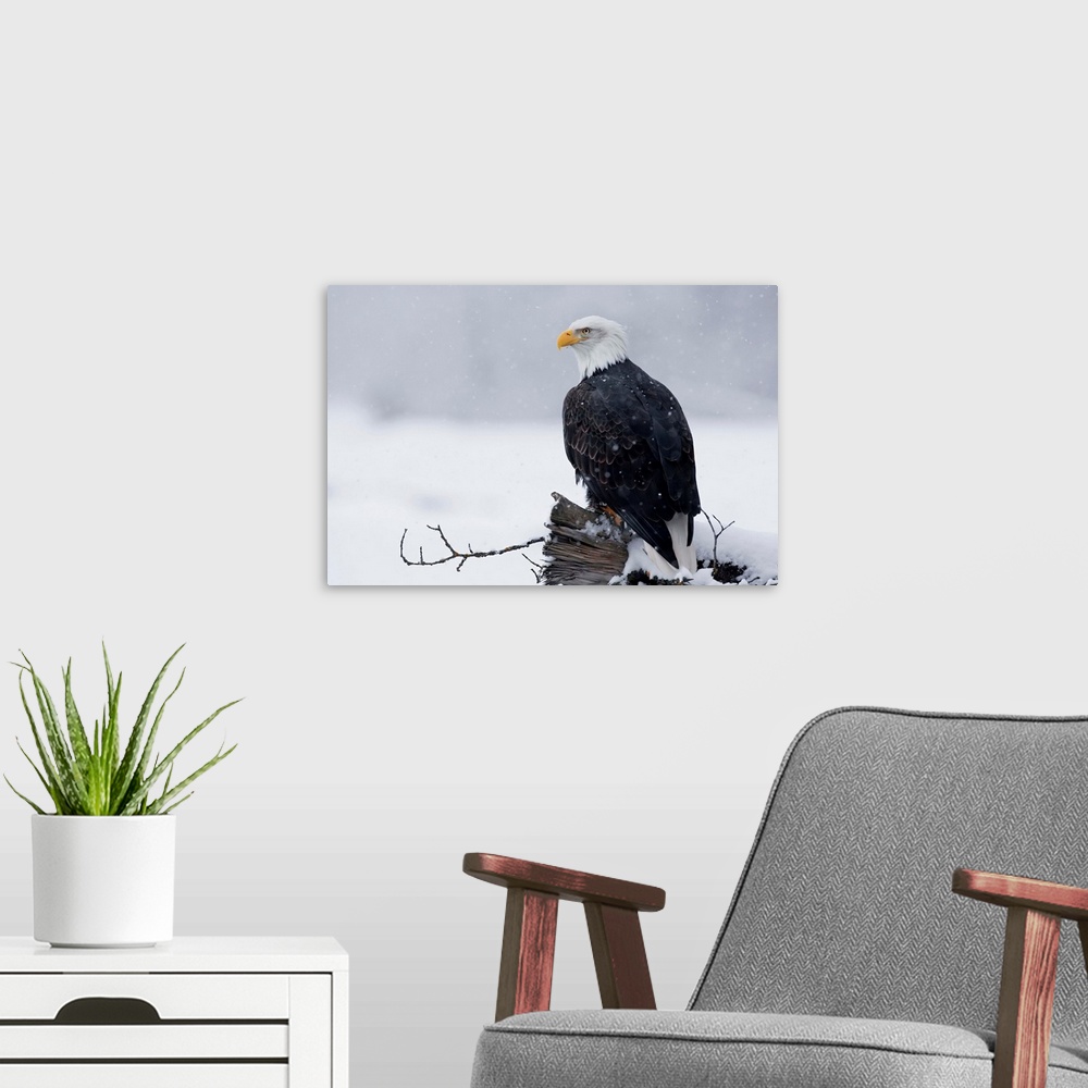 A modern room featuring Bald Eagle Perched On Log, Chilkat River Near Haines, Southeast Alaska