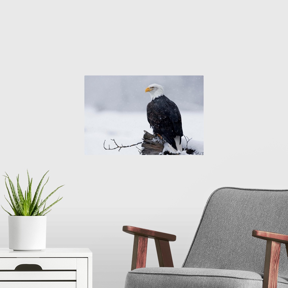 A modern room featuring Bald Eagle Perched On Log, Chilkat River Near Haines, Southeast Alaska