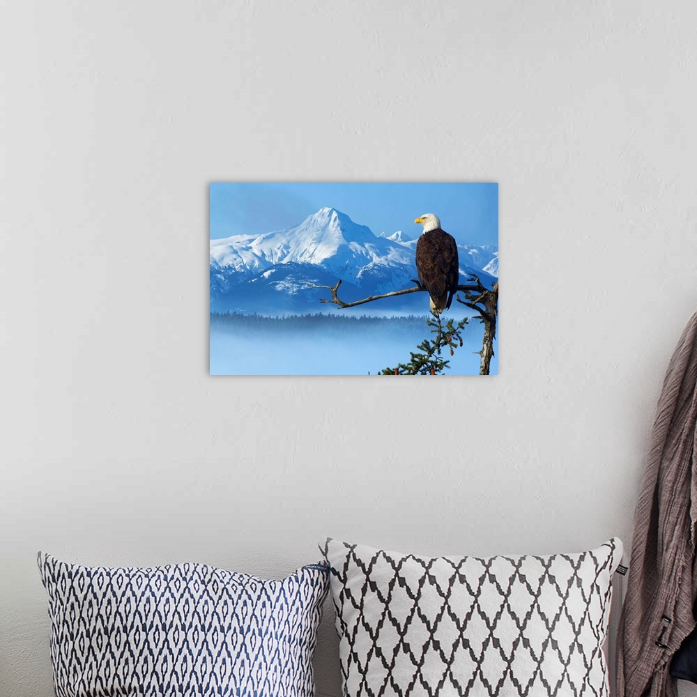 A bohemian room featuring Bald Eagle Perched On Spruce Branch Overlooking The Chilkat Mountains, Alaska