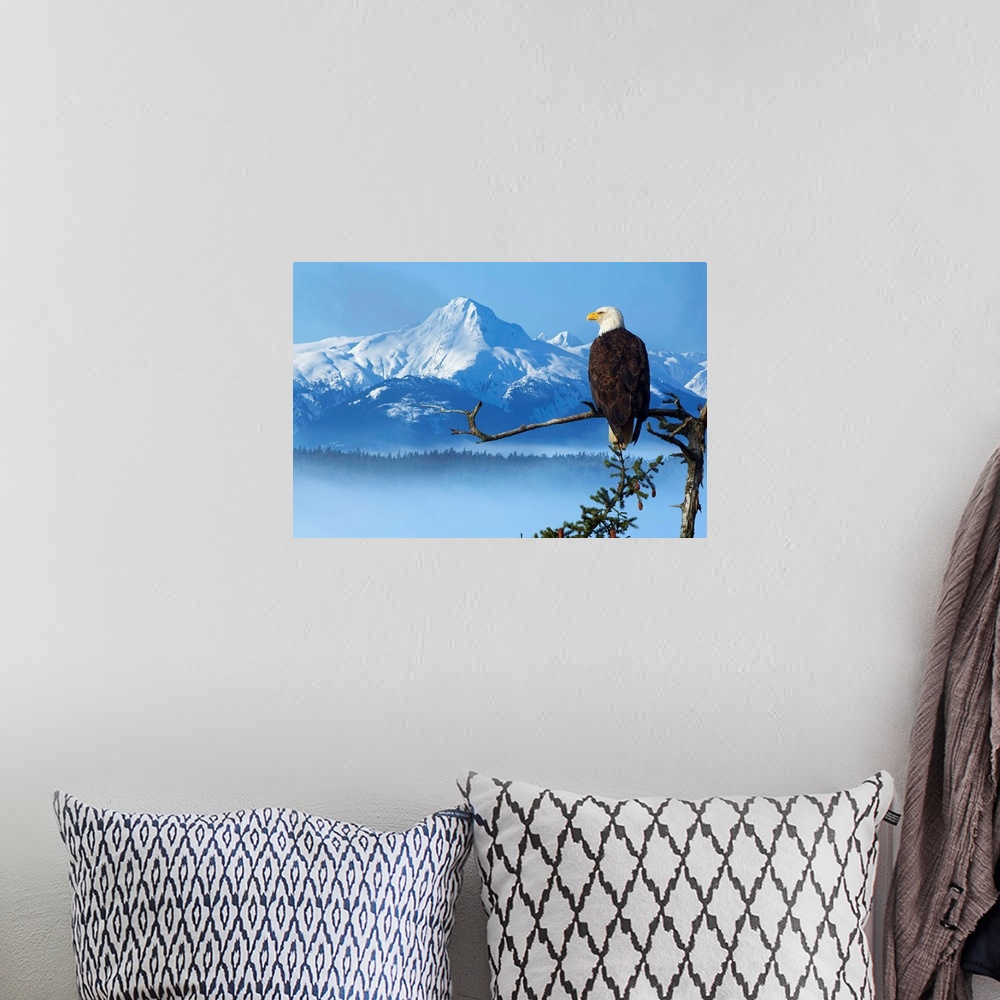 A bohemian room featuring Bald Eagle Perched On Spruce Branch Overlooking The Chilkat Mountains, Alaska