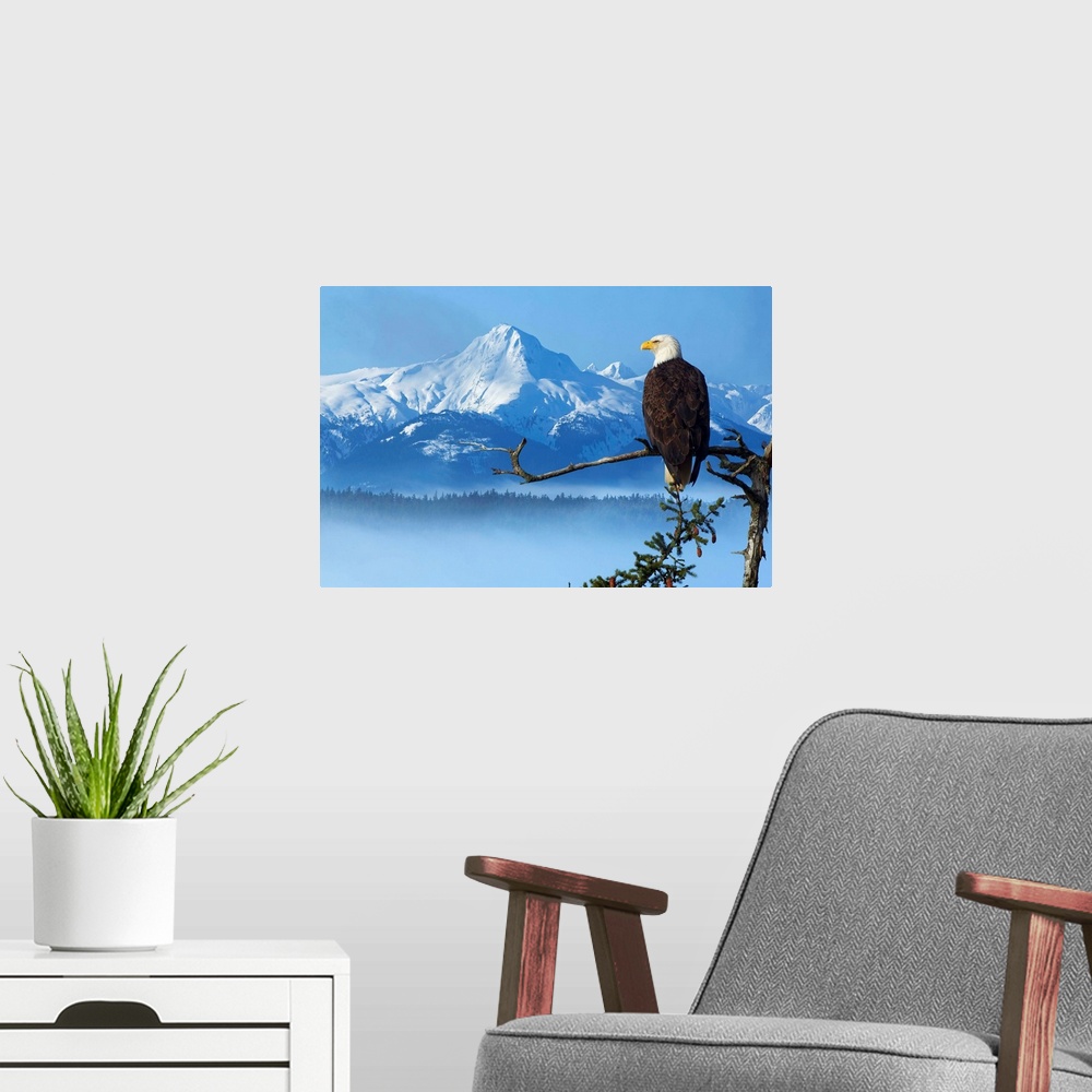 A modern room featuring Bald Eagle Perched On Spruce Branch Overlooking The Chilkat Mountains, Alaska