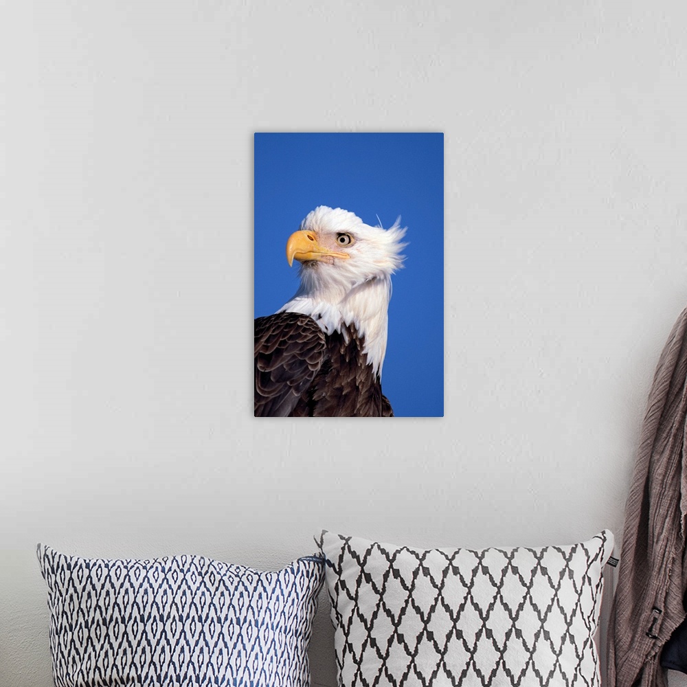 A bohemian room featuring Bald Eagle Portrait Kenai Peninsula Winter AK