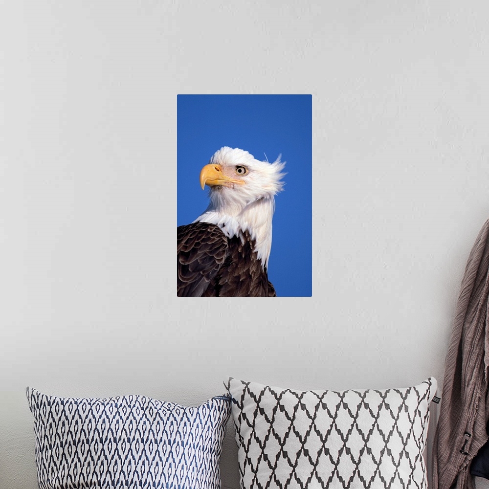 A bohemian room featuring Bald Eagle Portrait Kenai Peninsula Winter AK