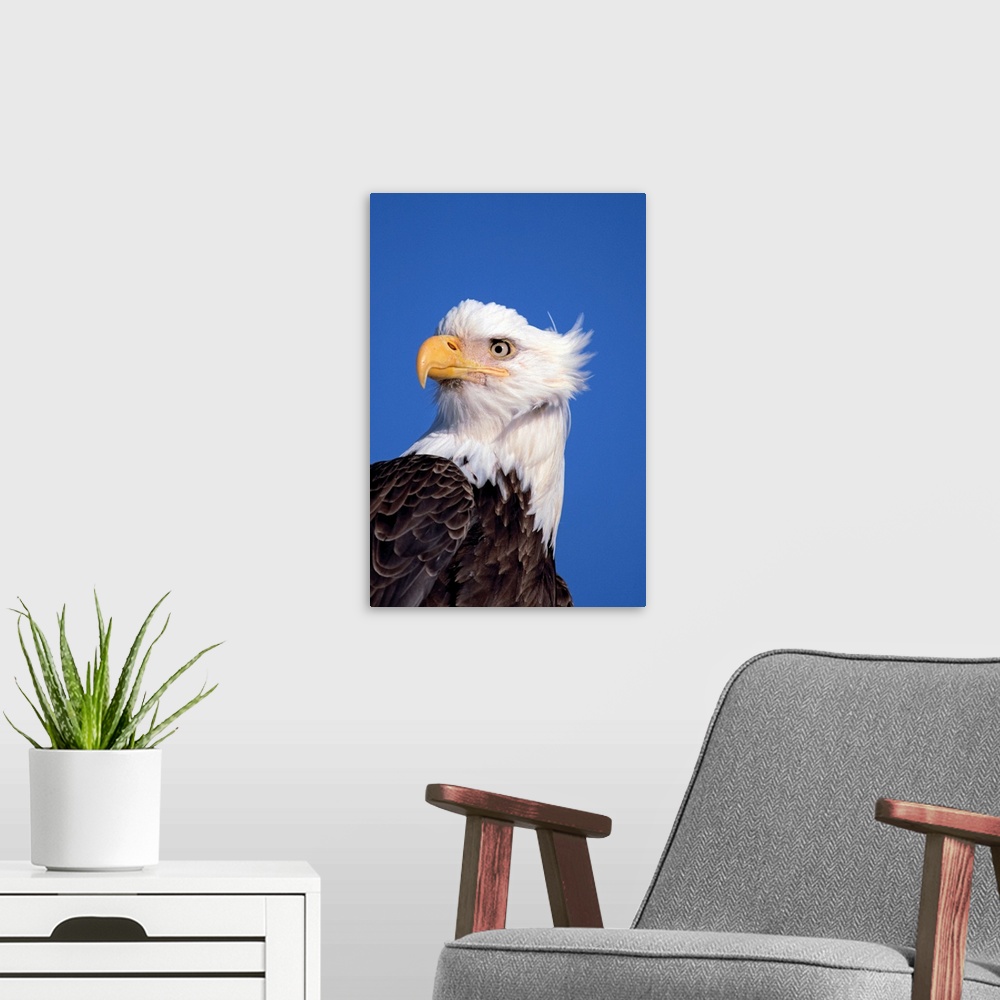 A modern room featuring Bald Eagle Portrait Kenai Peninsula Winter AK