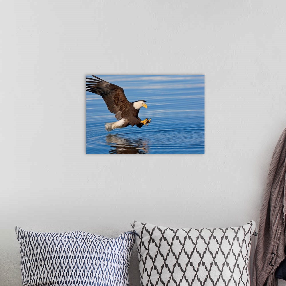 A bohemian room featuring Bald Eagle Prepares To Grab Fish, Inside Passage, Southeast Alaska