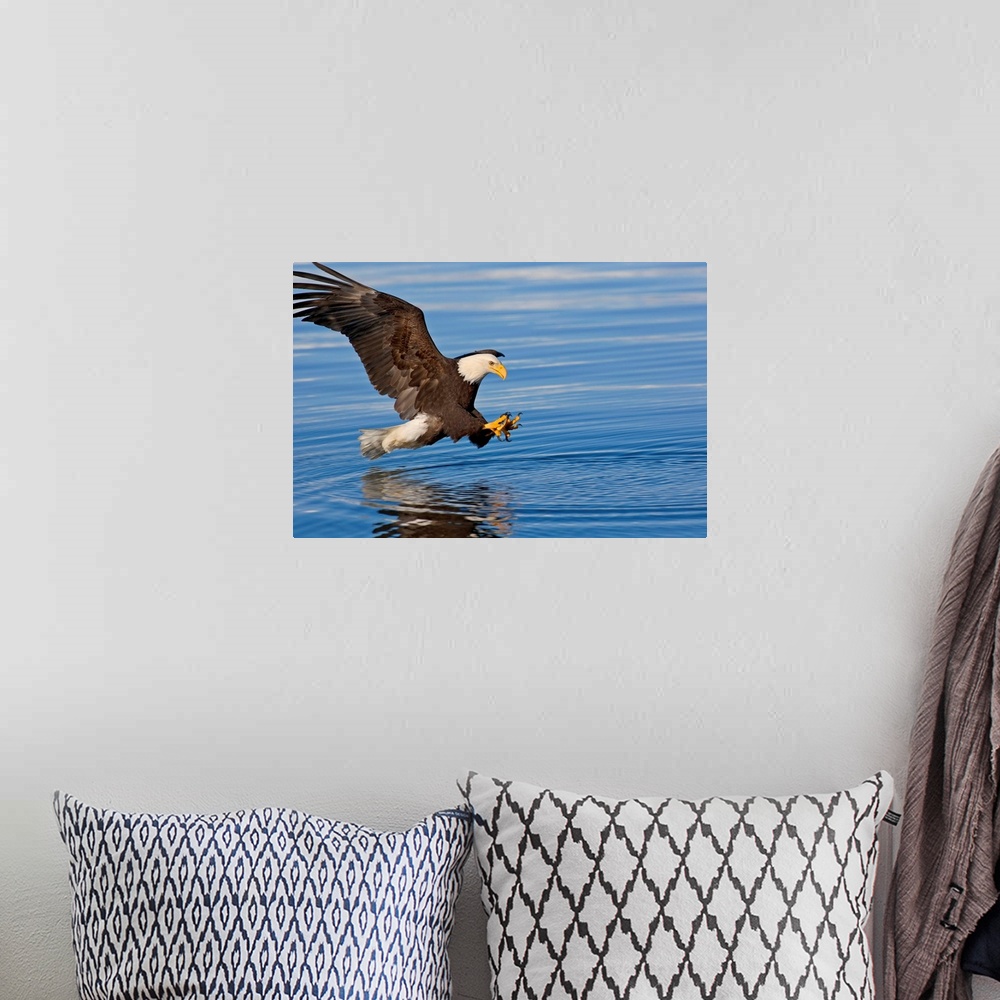 A bohemian room featuring Bald Eagle Prepares To Grab Fish, Inside Passage, Southeast Alaska