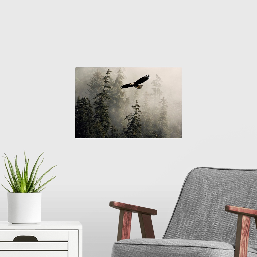 A modern room featuring Bald Eagle Soaring Through Misty Tongass Nat Forest Southeast Alaska