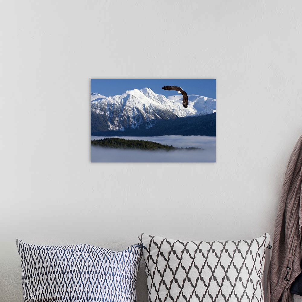 A bohemian room featuring Bald Eagle soars above the Inside Passage and Tongass National Forest with the Coast Mountains in...