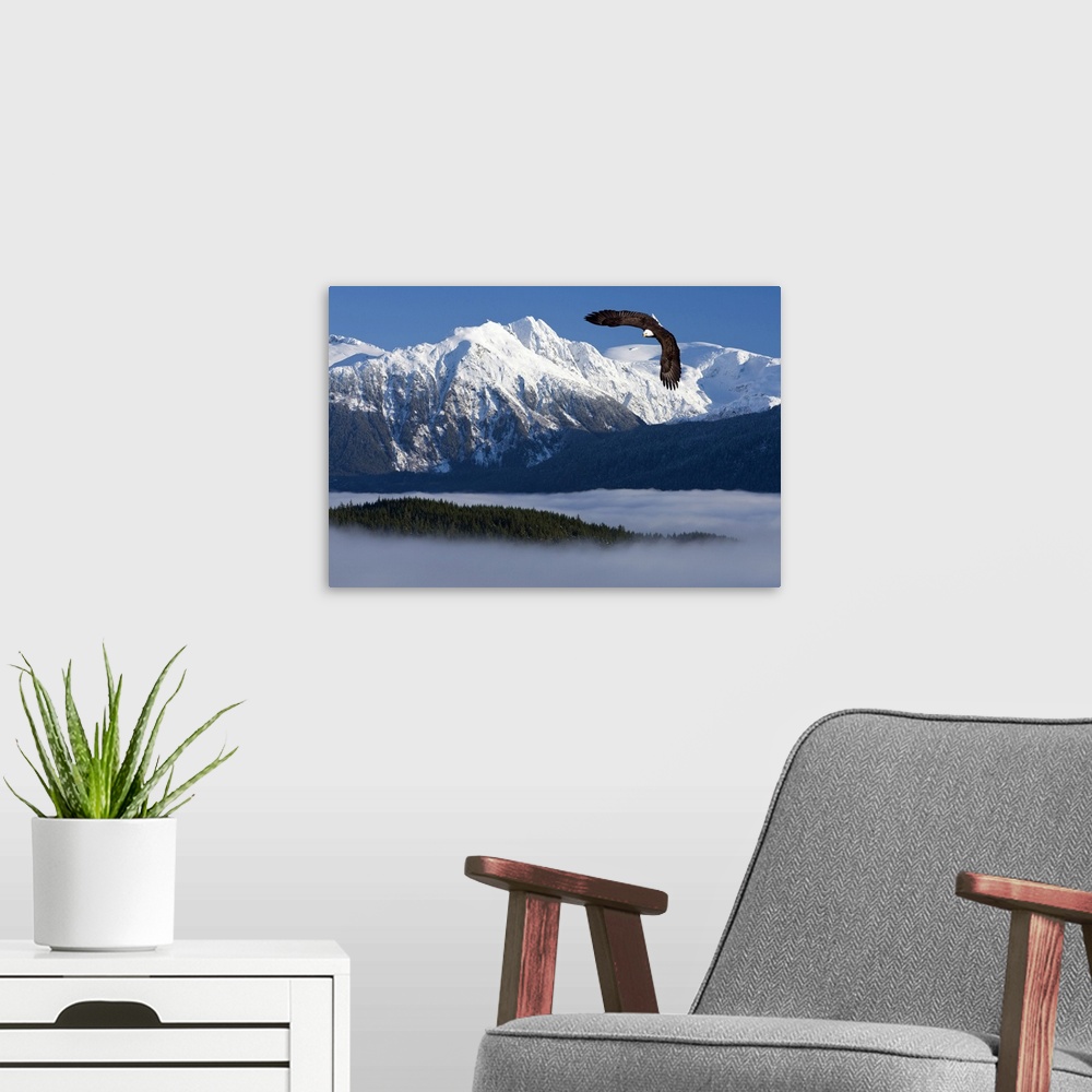 A modern room featuring Bald Eagle soars above the Inside Passage and Tongass National Forest with the Coast Mountains in...