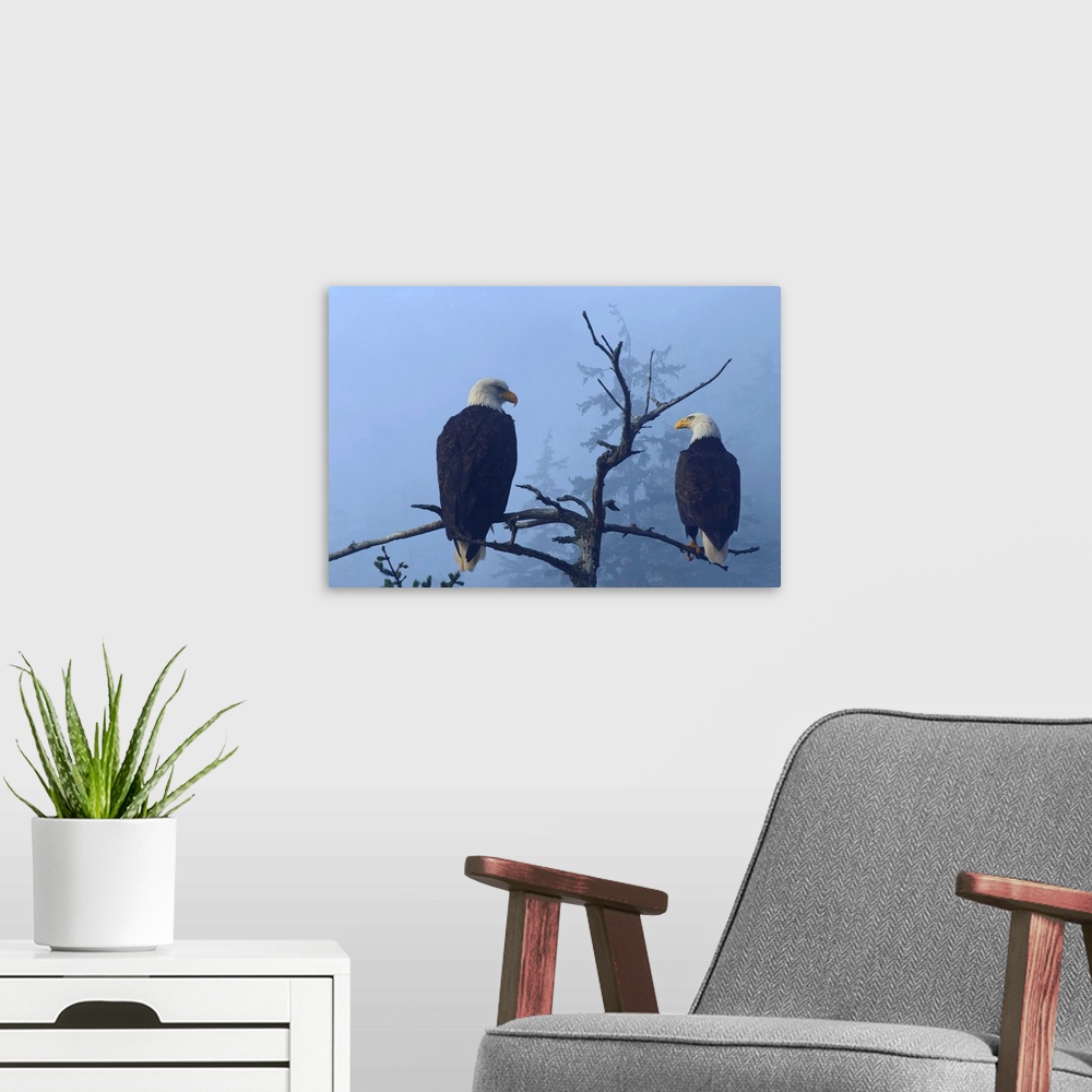 A modern room featuring Bald Eagles perched in the top of an old Spruce tree on a misty morning