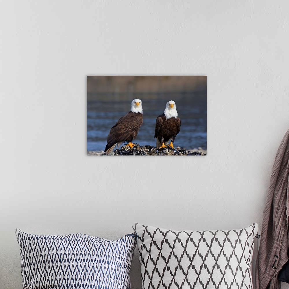 A bohemian room featuring Bald Eagles Perched On Barnacle Covered Rock Inside Passage, Alaska