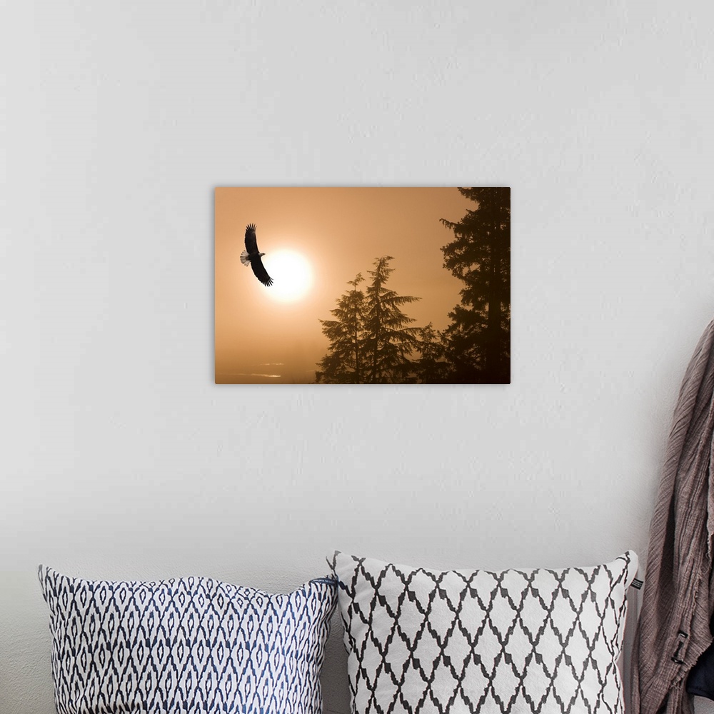 A bohemian room featuring Bald Eagle Soars Above Tongass National Forest As Sun Rises On A Misty Morning, Alaska. Composite