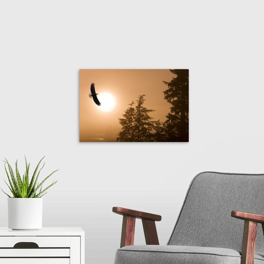 A modern room featuring Bald Eagle Soars Above Tongass National Forest As Sun Rises On A Misty Morning, Alaska. Composite