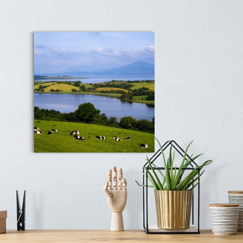 A bohemian room featuring Bantry Bay, County Cork, Ireland, Holstein-Fresian Cattle