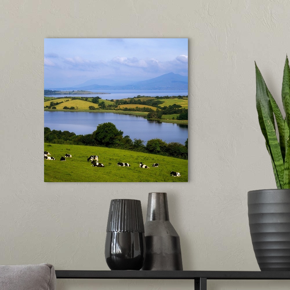 A modern room featuring Bantry Bay, County Cork, Ireland, Holstein-Fresian Cattle