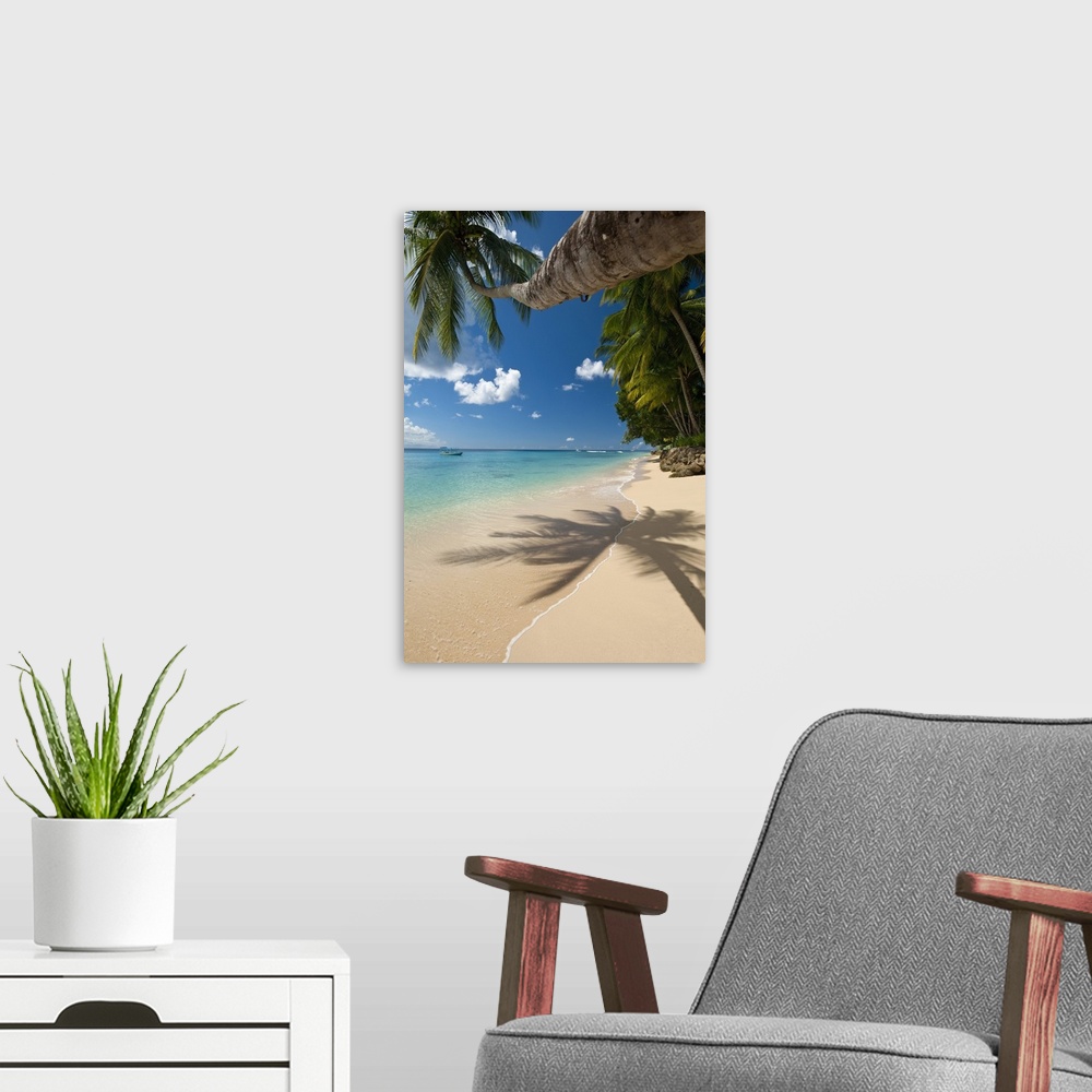 A modern room featuring Barbados, Palm tree leaning over beach near Holetown