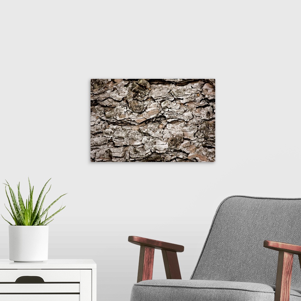 A modern room featuring Bark On A Tree