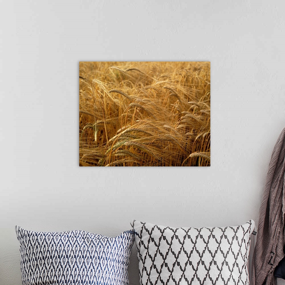 A bohemian room featuring Barley field, county Meath, Ireland.