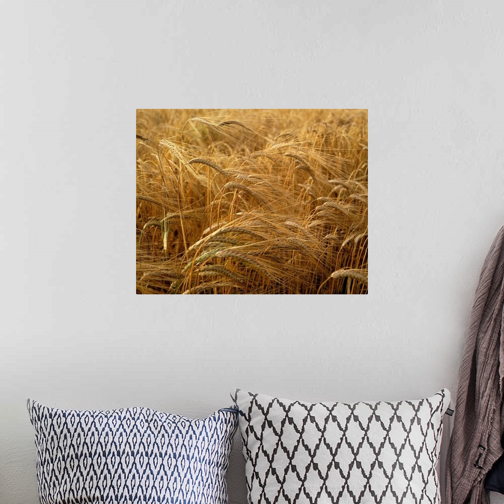 A bohemian room featuring Barley field, county Meath, Ireland.