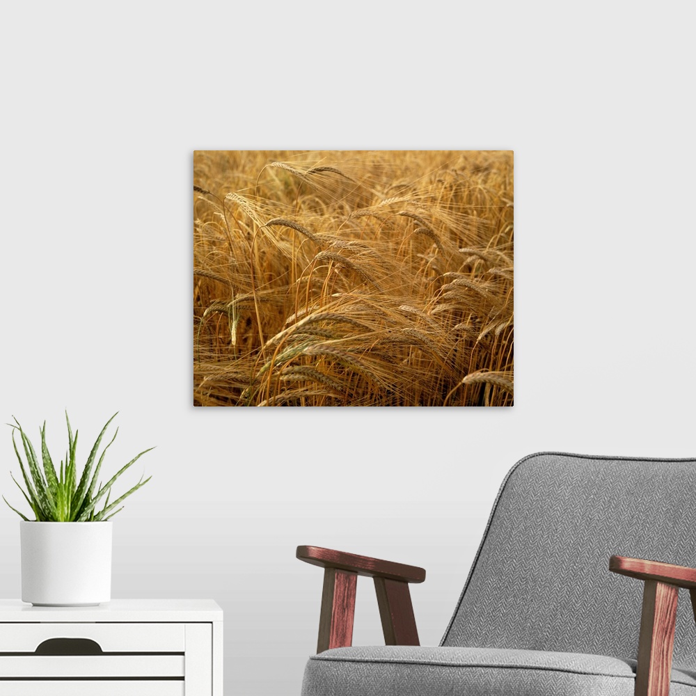 A modern room featuring Barley field, county Meath, Ireland.