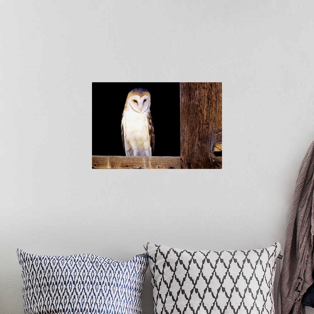 A bohemian room featuring Barn Owl Sitting In Window Of Barn