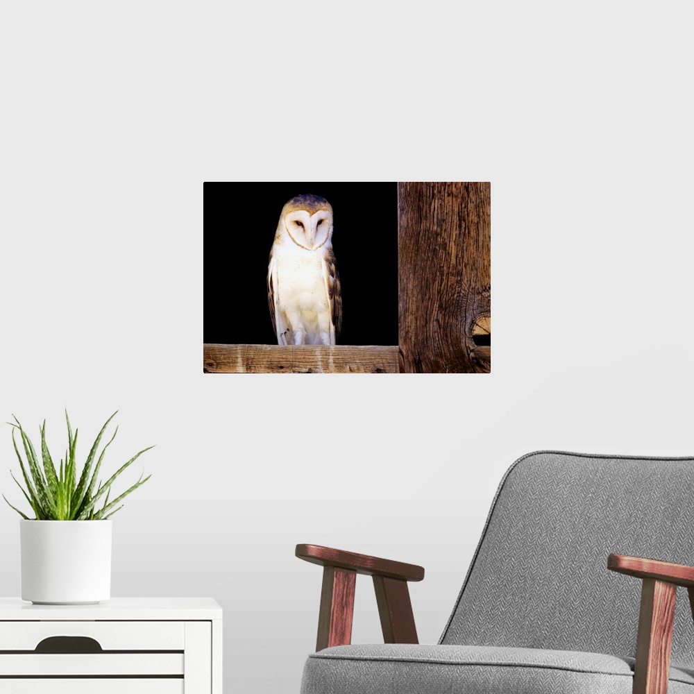 A modern room featuring Barn Owl Sitting In Window Of Barn