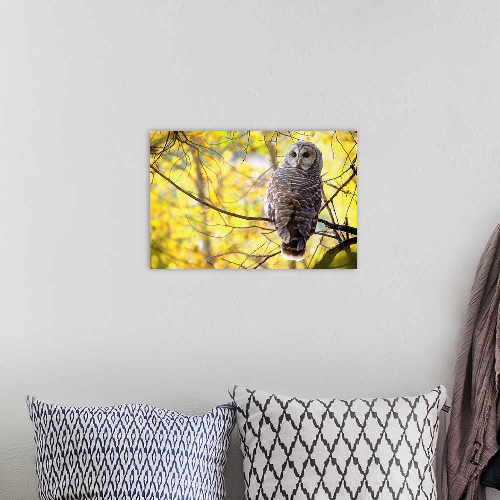 A bohemian room featuring Barred Owl, Pigeon Lake, Alberta, Canada