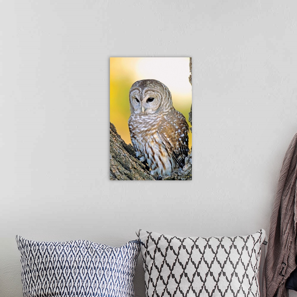 A bohemian room featuring Barred Owl Roosting In Tree
