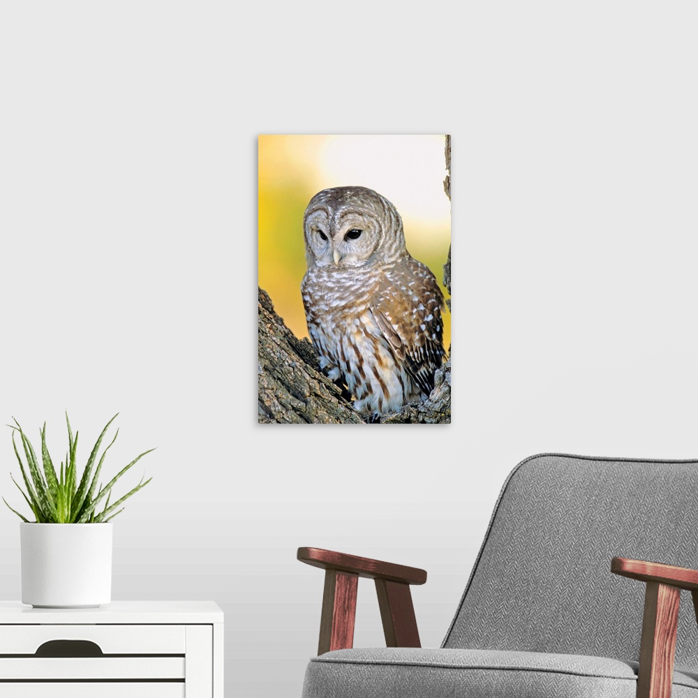 A modern room featuring Barred Owl Roosting In Tree