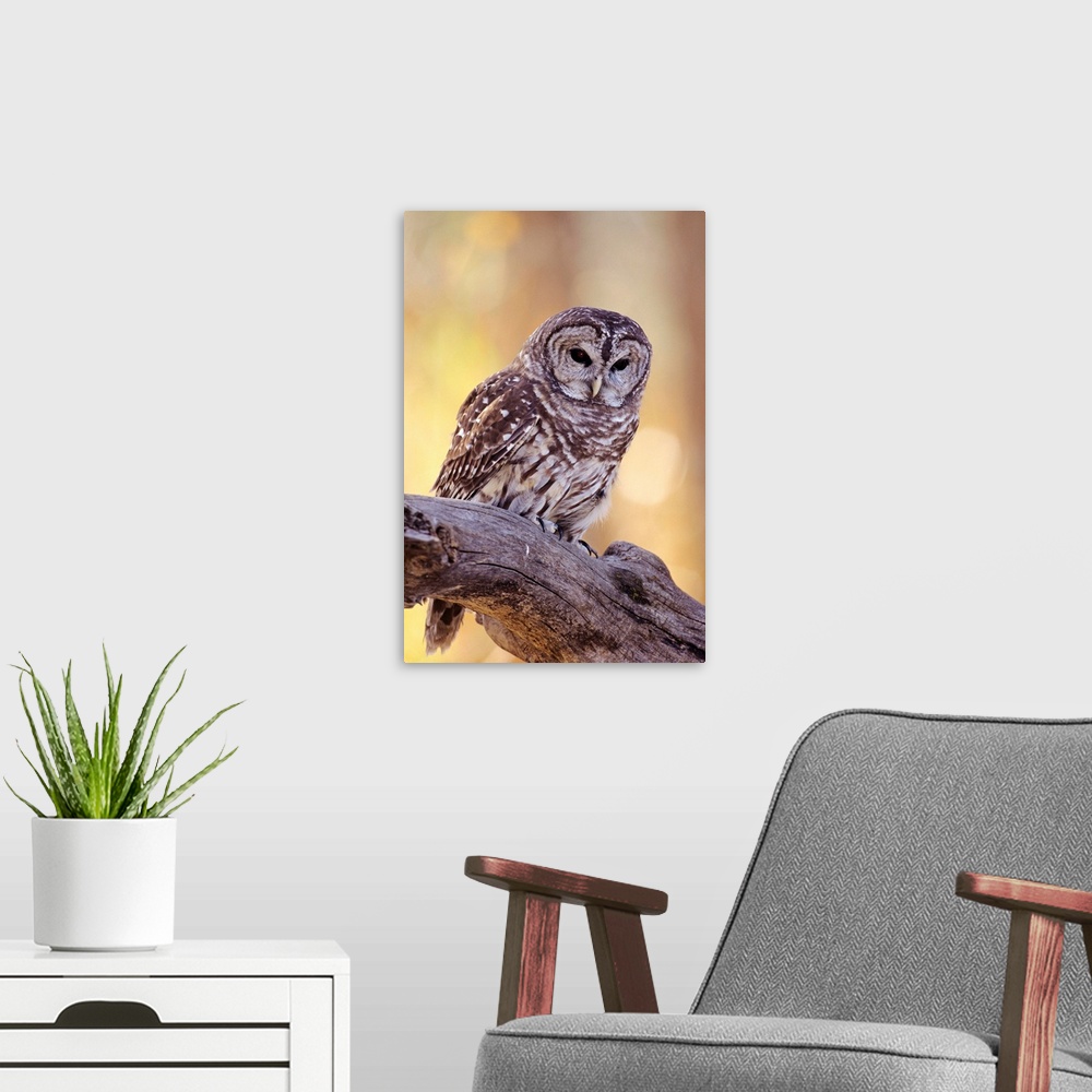 A modern room featuring Barred Owl (Strix Varia) Perched On A Cottonwood Tree Branch